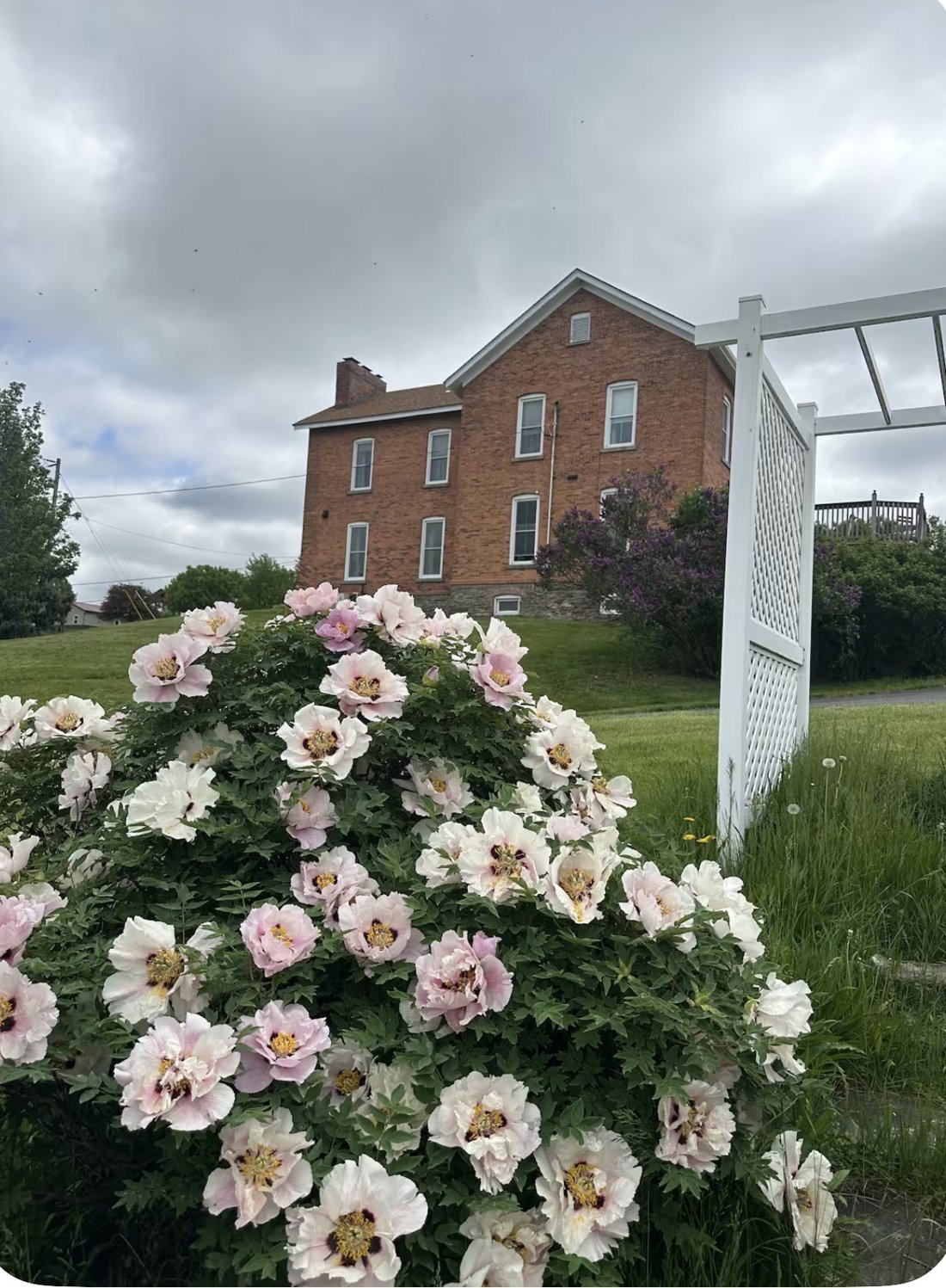 The red-brick farmhouse behind blooming pink and white peonies and a white garden trellis