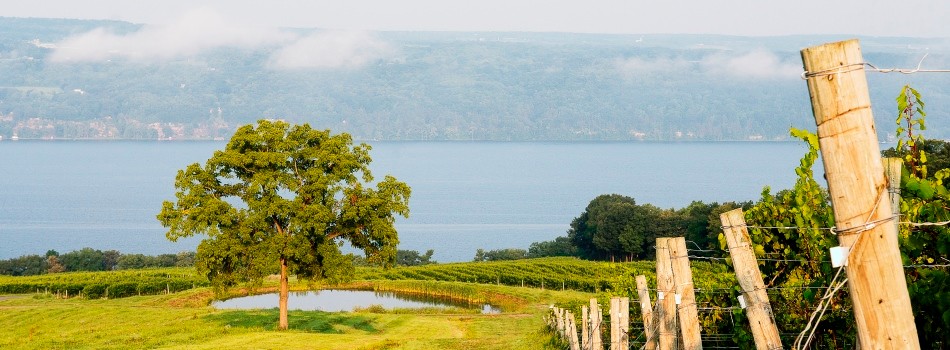 Chateau Lafayette Reneau
